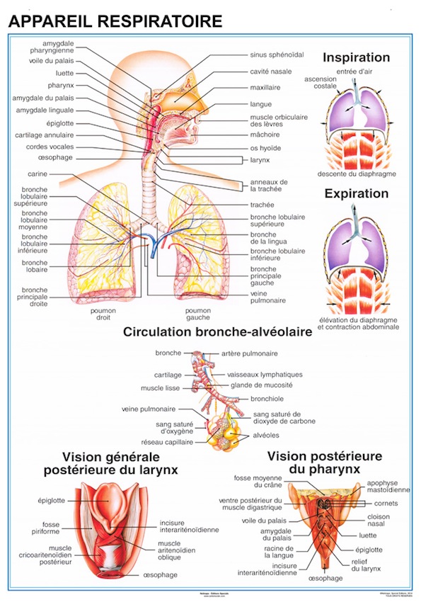 Planche anatomique Appareil Respiratoire. Ludiques et pédagogiques